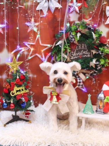 20231212天馬利ちゃん